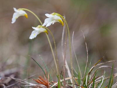 pinguicula alpina