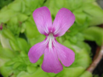 pinguicula moranensis bluete