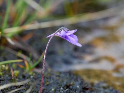 pinguicula vulgaris