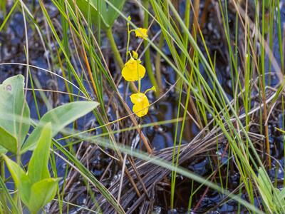 utricularia intermedia bluete