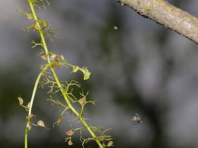 utricularia minor