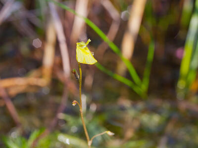 utricularia minor bluete