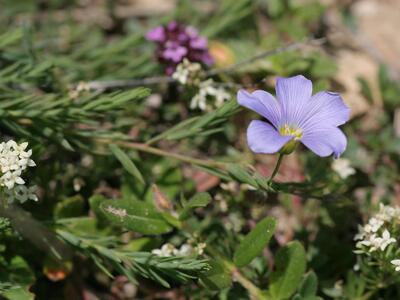 linum alpinum