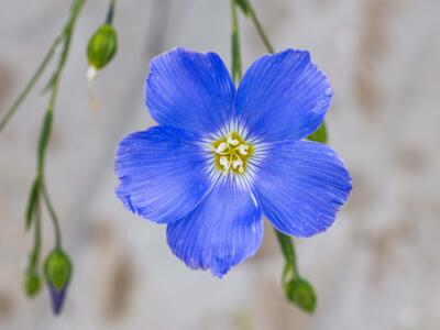 linum alpinum detail
