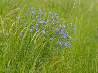 linum austriacum