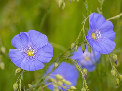 linum austriacum detail