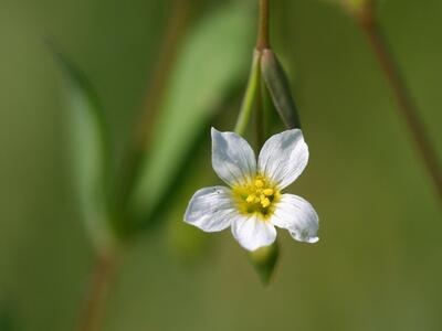 linum catharticum