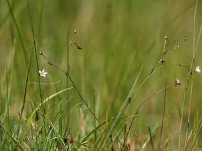 linum catharticum habitus