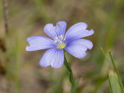 linum leonii