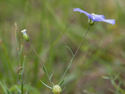 linum leonii habitus