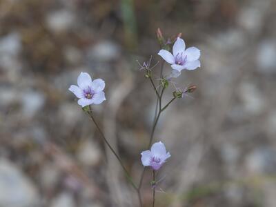 linum tenuifolium
