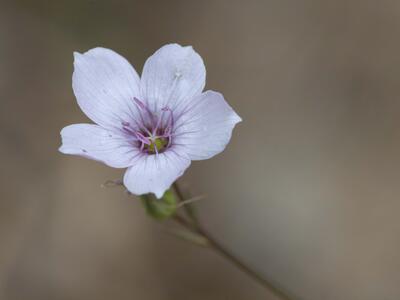 linum tenuifolium detail