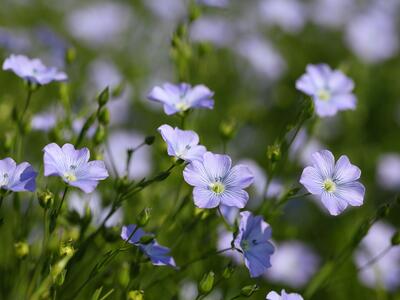 linum usitatissimum