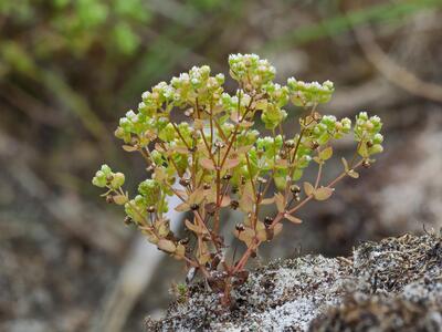 radiola linoides