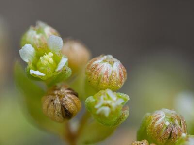 radiola linoides detail