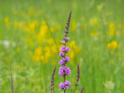 lythrum salicaria detail