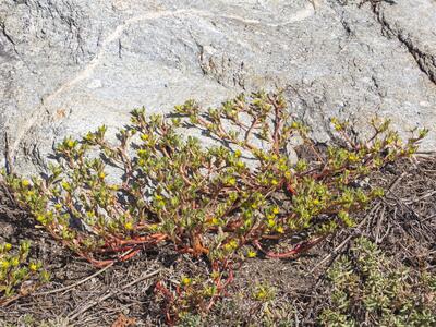 portulaca europaea