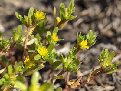 portulaca europaea detail