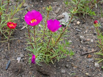 portulaca grandiflora