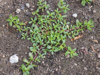 portulaca oleracea