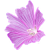 Malvaceae