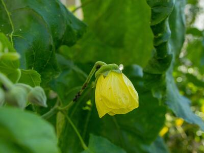 abutilon pitcairnense