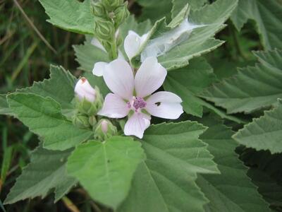 althaea officinalis