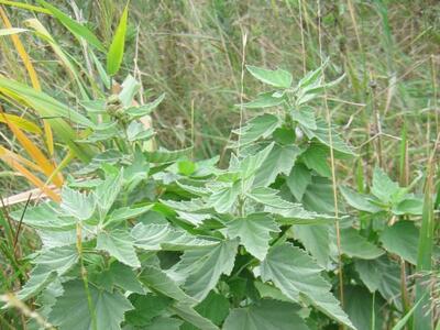 althaea officinalis habitus