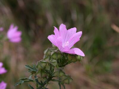 malva alcea