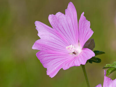 malva moschata