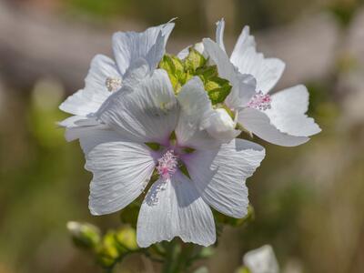 malva moschata bluete