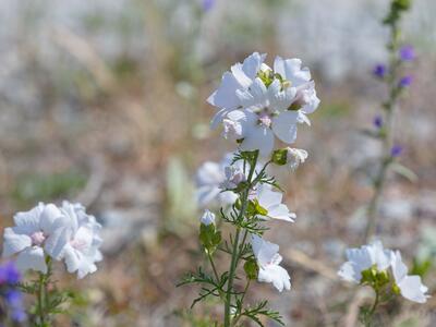 malva moschata habitus