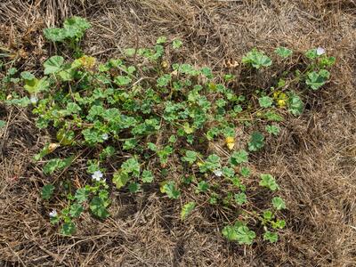 malva neglecta