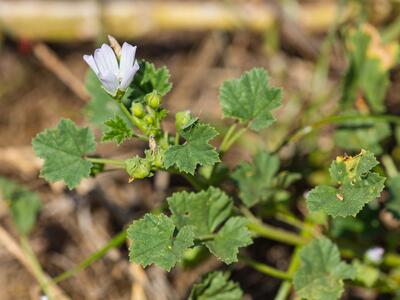 malva neglecta detail