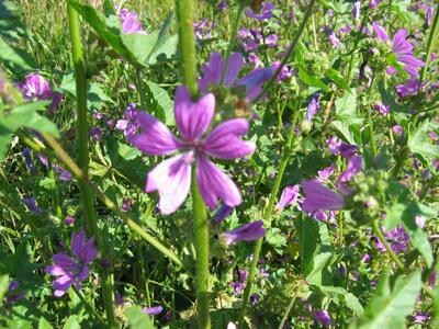 malva sylvestris