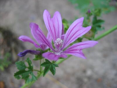 malva sylvestris bluete2