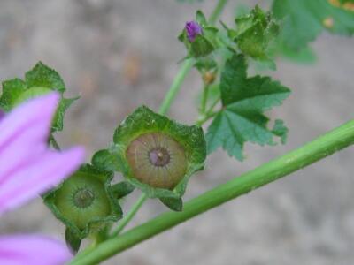 malva sylvestris frucht