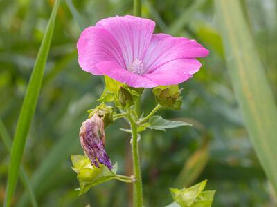 malva trimestris
