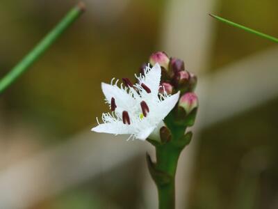 menyanthes trifoliata