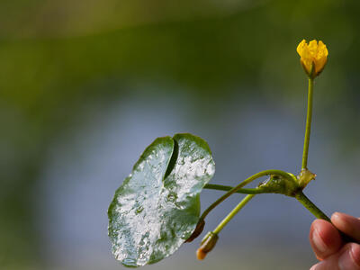 nymphoides peltata