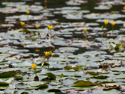 nymphoides peltata habitus