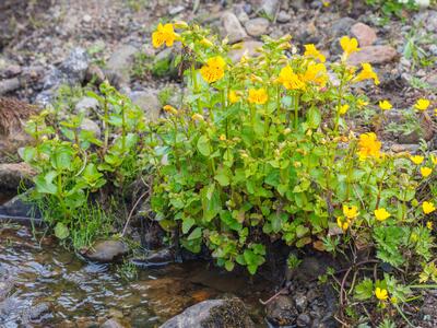 mimulus guttatus