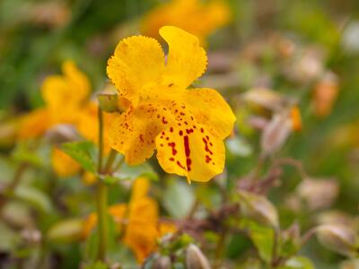 mimulus guttatus detail