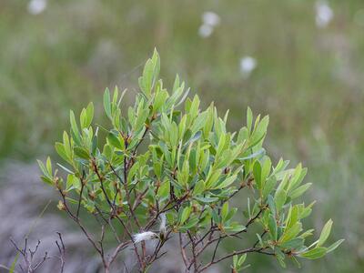 myrica gale