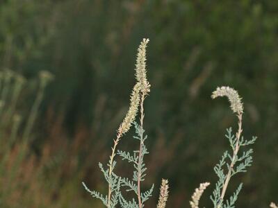 myricaria germanica