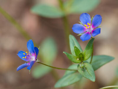 anagallis foemina