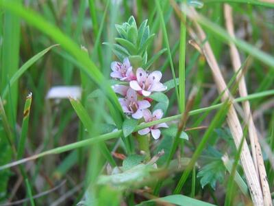 glaux maritima