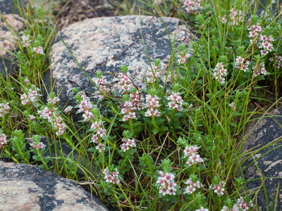 glaux maritima habitus