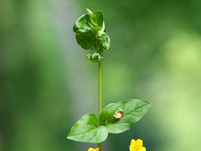 lysimachia nemorum