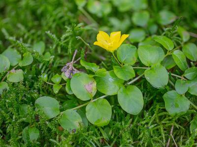 lysimachia nummularia